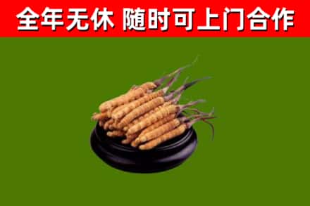 朝天烟酒回收冬虫夏草.jpg