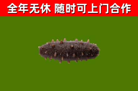 朝天烟酒回收干海参.jpg
